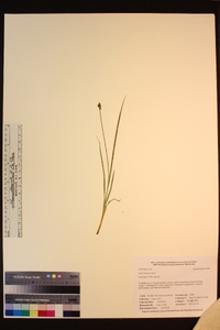 Carex integra image